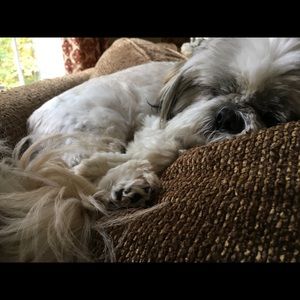 Meet your Posher, Daphne